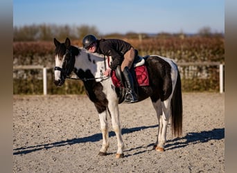 Altri cavalli a sangue caldo, Castrone, 5 Anni, 155 cm, Pezzato