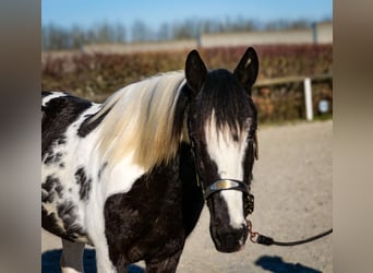 Altri cavalli a sangue caldo, Castrone, 5 Anni, 155 cm, Pezzato