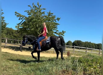 Altri cavalli a sangue caldo, Castrone, 5 Anni, 156 cm, Morello