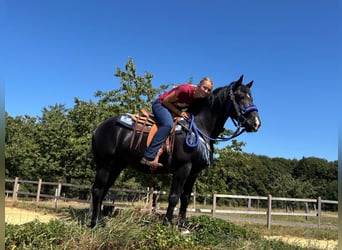 Altri cavalli a sangue caldo, Castrone, 5 Anni, 156 cm, Morello