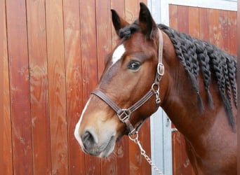 Altri cavalli a sangue caldo, Castrone, 5 Anni, 157 cm