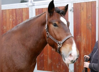 Altri cavalli a sangue caldo, Castrone, 5 Anni, 157 cm