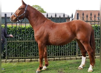 Altri cavalli a sangue caldo, Castrone, 5 Anni, 158 cm, Sauro