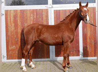 Altri cavalli a sangue caldo, Castrone, 5 Anni, 158 cm, Sauro