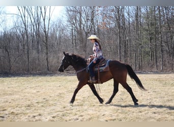 Altri cavalli a sangue caldo, Castrone, 5 Anni, 160 cm, Baio ciliegia