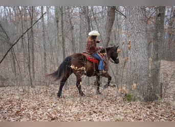 Altri cavalli a sangue caldo, Castrone, 5 Anni, 160 cm, Baio ciliegia
