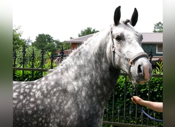 Altri cavalli a sangue caldo, Castrone, 5 Anni, 160 cm, Grigio pezzato