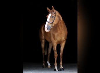 Altri cavalli a sangue caldo, Castrone, 5 Anni, 160 cm, Sauro