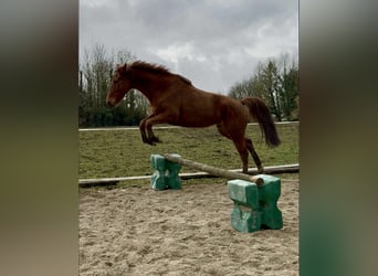 Altri cavalli a sangue caldo, Castrone, 5 Anni, 160 cm, Sauro