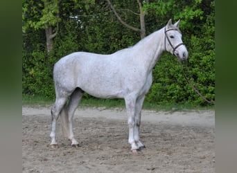 Altri cavalli a sangue caldo, Castrone, 5 Anni, 161 cm, Grigio