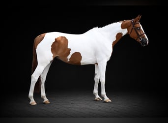 Altri cavalli a sangue caldo, Castrone, 5 Anni, 164 cm, Pezzato