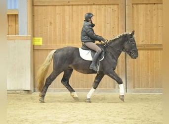 Altri cavalli a sangue caldo, Castrone, 5 Anni, 164 cm, Sauro scuro