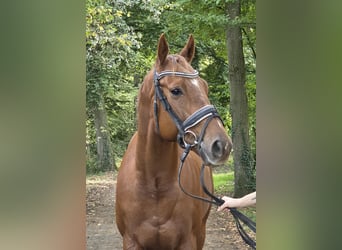 Altri cavalli a sangue caldo, Castrone, 5 Anni, 165 cm, Sauro