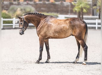 Altri cavalli a sangue caldo, Castrone, 5 Anni, 166 cm, Grigio rossastro