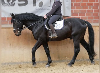 Altri cavalli a sangue caldo, Castrone, 5 Anni, 167 cm, Baio nero