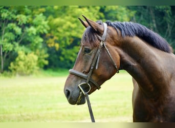Altri cavalli a sangue caldo, Castrone, 5 Anni, 168 cm, Baio ciliegia