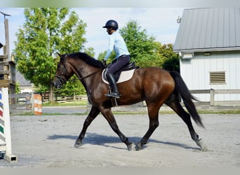 Altri cavalli a sangue caldo, Castrone, 5 Anni, 168 cm, Baio ciliegia