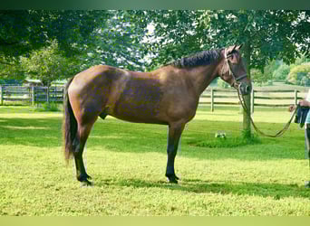 Altri cavalli a sangue caldo, Castrone, 5 Anni, 168 cm, Baio ciliegia
