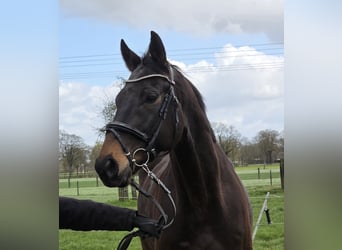 Altri cavalli a sangue caldo, Castrone, 5 Anni, 168 cm, Baio nero