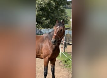 Altri cavalli a sangue caldo, Castrone, 5 Anni, 170 cm, Baio scuro