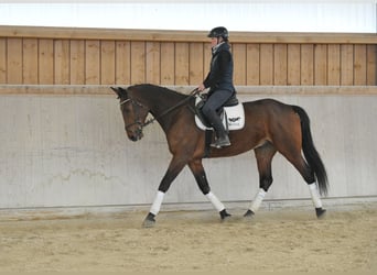 Altri cavalli a sangue caldo, Castrone, 5 Anni, 170 cm