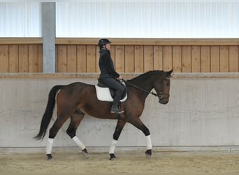 Altri cavalli a sangue caldo, Castrone, 5 Anni, 170 cm