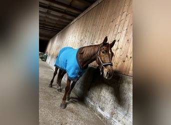 Altri cavalli a sangue caldo, Castrone, 5 Anni, 170 cm, Sauro