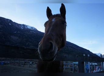Altri cavalli a sangue caldo, Castrone, 5 Anni, 170 cm, Sauro