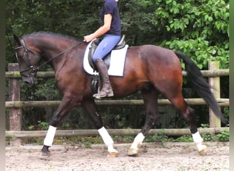 Altri cavalli a sangue caldo, Castrone, 5 Anni, 171 cm