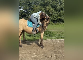 Altri cavalli a sangue caldo, Castrone, 5 Anni
