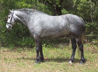 Altri cavalli a sangue caldo Mix, Castrone, 5 Anni, Grigio