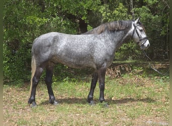 Altri cavalli a sangue caldo Mix, Castrone, 5 Anni, Grigio