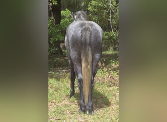Altri cavalli a sangue caldo Mix, Castrone, 5 Anni, Grigio