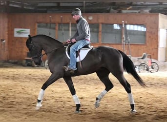 Altri cavalli a sangue caldo, Castrone, 5 Anni, Morello