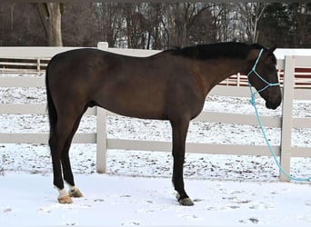 Altri cavalli a sangue caldo, Castrone, 5 Anni, Morello