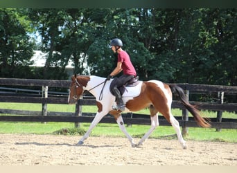 Altri cavalli a sangue caldo, Castrone, 6 Anni, 145 cm, Tobiano-tutti i colori
