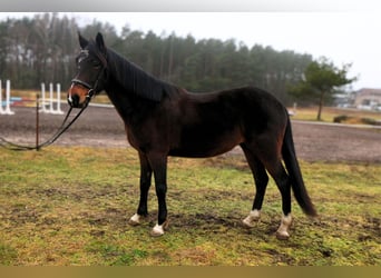 Altri cavalli a sangue caldo, Castrone, 6 Anni, 150 cm, Baio scuro