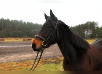 Altri cavalli a sangue caldo, Castrone, 6 Anni, 150 cm, Baio scuro
