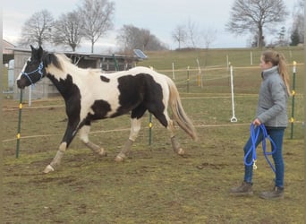 Altri cavalli a sangue caldo Mix, Castrone, 6 Anni, 152 cm, Tobiano-tutti i colori