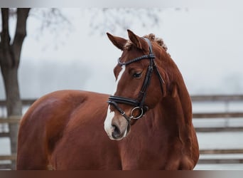 Altri cavalli a sangue caldo, Castrone, 6 Anni, 153 cm, Sauro