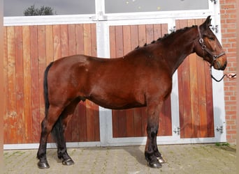 Altri cavalli a sangue caldo, Castrone, 6 Anni, 155 cm