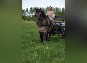 Altri cavalli a sangue caldo, Castrone, 6 Anni, 156 cm, Falbo