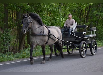 Altri cavalli a sangue caldo Mix, Castrone, 6 Anni, 156 cm, Falbo