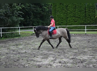 Altri cavalli a sangue caldo Mix, Castrone, 6 Anni, 156 cm, Falbo