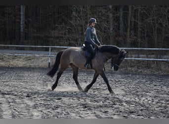 Altri cavalli a sangue caldo, Castrone, 6 Anni, 156 cm, Falbo