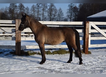 Altri cavalli a sangue caldo, Castrone, 6 Anni, 156 cm, Pelle di daino