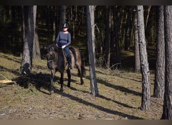 Altri cavalli a sangue caldo, Castrone, 6 Anni, 156 cm, Pelle di daino