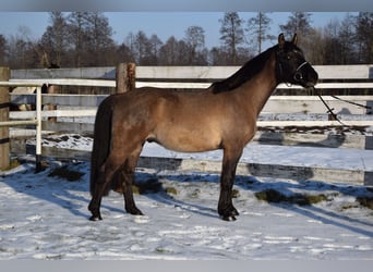 Altri cavalli a sangue caldo, Castrone, 6 Anni, 156 cm, Pelle di daino