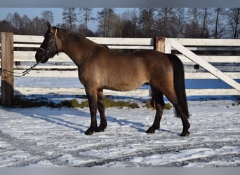 Altri cavalli a sangue caldo, Castrone, 6 Anni, 156 cm, Pelle di daino