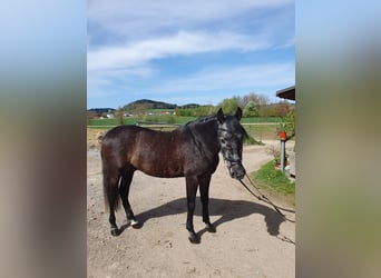 Altri cavalli a sangue caldo, Castrone, 6 Anni, 158 cm, Grigio ferro